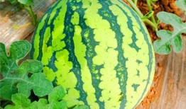 网红热瓜,揭秘网络红人的崛起与争议